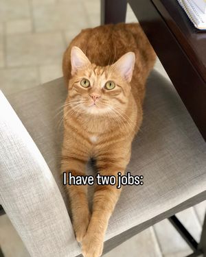 Image post by @cheeeto.the.cat on Instagram