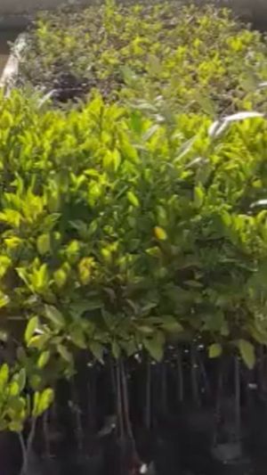 Video post by @fromthebowseat on Instagram