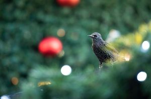 Image post by @rspb on Instagram