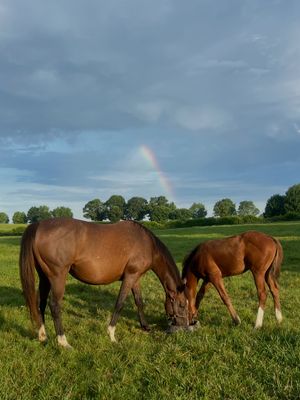 Image post by @coolmoreamerica on Instagram