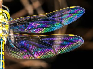 Image post by @Discovery on Twitter