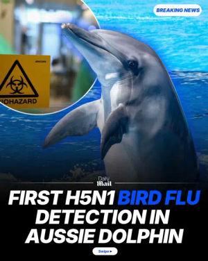 Image post by @dailymailau on TikTok