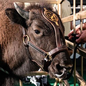 Image post by @cuboulderalumni on Instagram