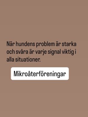 Image post by @det_goda_hundagarskapet on Instagram