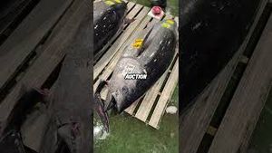 Video post by @chef on YouTube