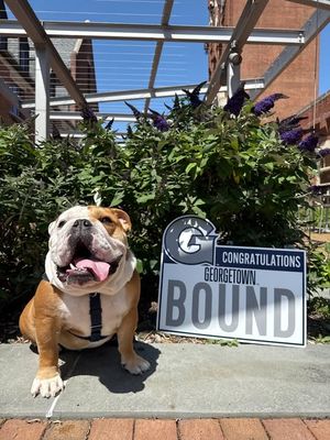 Image post by @gujackbulldog on Instagram