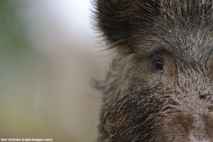 Image post by @rspb on Instagram
