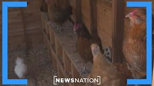Video post by @newsnation on YouTube