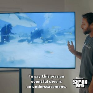Video post by @SharkWeek on Twitter