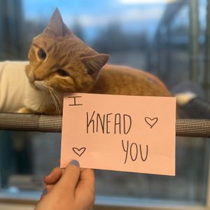 Image post by @whitmanpets on Instagram