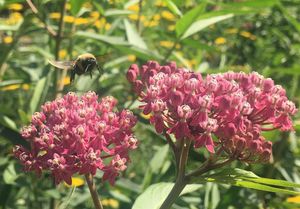 Image post by @ahs_gardening on Instagram