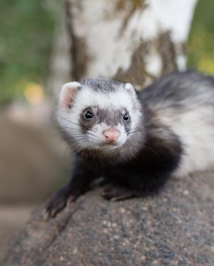 Image post by @animalplanet on Instagram