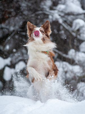 Image post by @animalplanet on Instagram