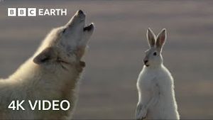 Video post by @bbcearth on YouTube