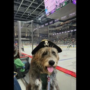 Image post by @thesavannahwolfhound on Instagram