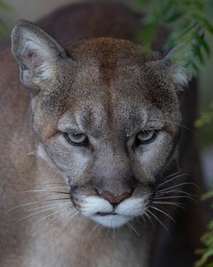 Image post by @sandiegozoo on Instagram