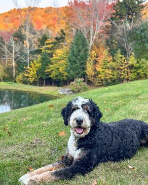 Image post by @triumphpetfood on Instagram