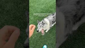 Video post by @daltonmauldin5 on YouTube