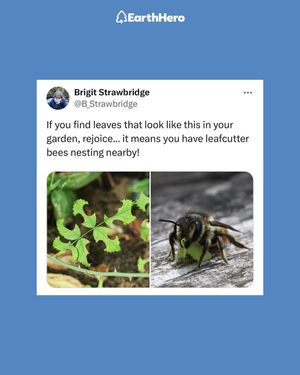 Image post by @shopearthhero on Instagram