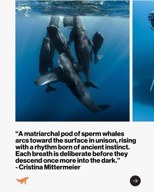 Image post by @sealegacy on Instagram