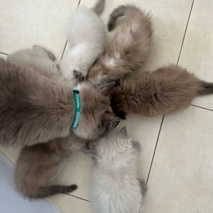 Image post by @brunrik.and.pyrene.ragdolls on Instagram