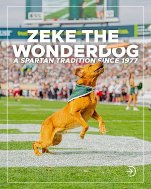Image post by @zekethewonderdog_ on Instagram