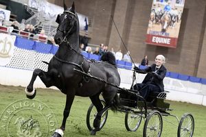 Image post by @UphaAmericanRoyalNationalChampionshipHorseShow on Facebook