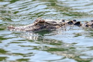 Image post by @tampabaytimes on Instagram