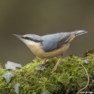 Image post by @rspb on Instagram