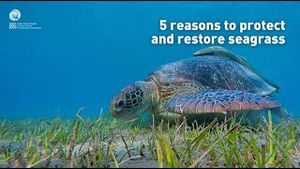Video post by @unesco on YouTube