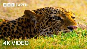 Video post by @bbcearth on YouTube