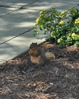 Image post by @squirrels.mizzou on Instagram