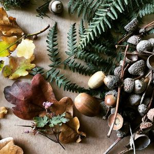 Image post by @leafyaffair on Instagram
