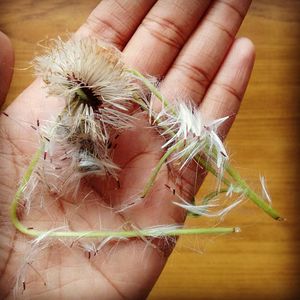 Image post by @leafyaffair on Instagram