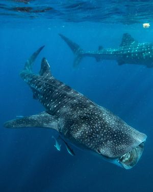 Image post by @sealegacy on Instagram