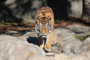 Image post by @detroitzoo on Instagram