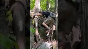 Video post by @wwltv on YouTube