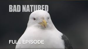 Video post by @bbcearth on YouTube
