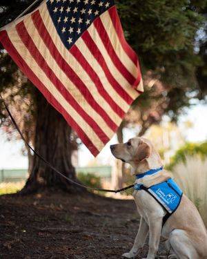 Image post by @canineorg on Instagram