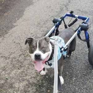 Image post by @walkinpets on Instagram