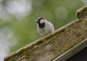 Image post by @rspb on Instagram