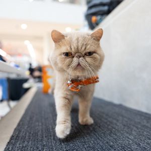 Image post by @bgsubiz on Instagram