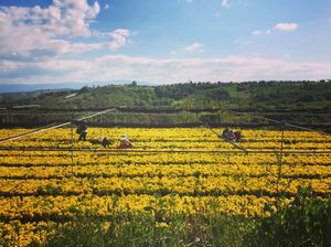 Image post by @alpertongfidanligi on Instagram