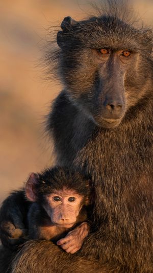 Image post by @bbcearth on Instagram