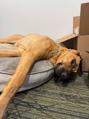 Image post by @mnwildpup on Instagram