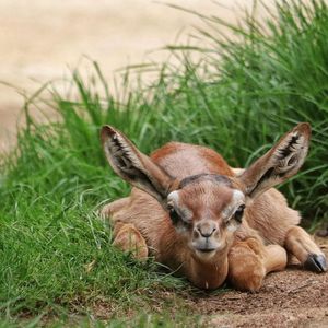 Image post by @sandiegozoo on Instagram