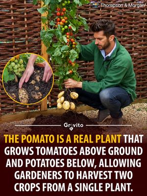 Image post by @gravitonomy on Instagram