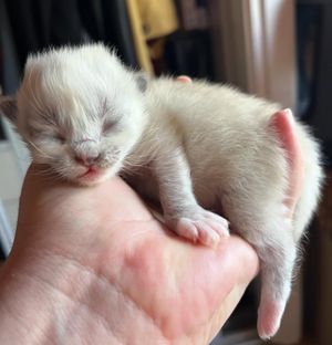 Image post by @brunrik.and.pyrene.ragdolls on Instagram