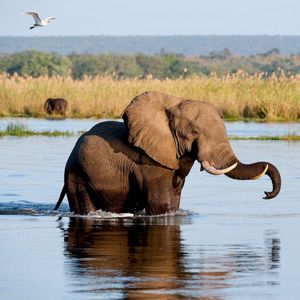 Image post by @chiawasafaris on Instagram