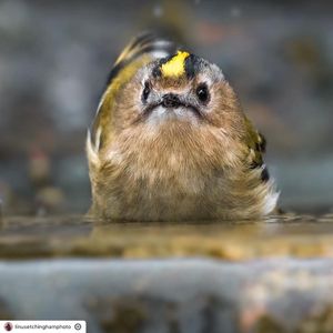 Image post by @rspb on Instagram